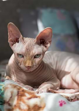 sphinx cat badspread