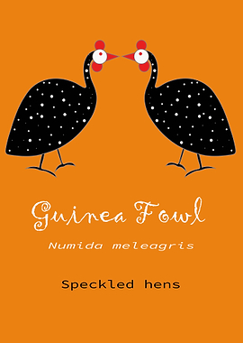 Guinea Fowl