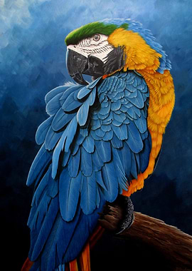 Blue and gold macaw