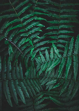 Close Fern III