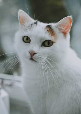 white cat beautiful