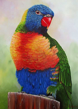 Australian Lorikeet