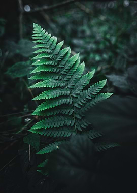 Close Fern II