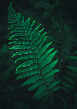 Close Fern I