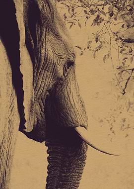 Vintage Elephant Portrait