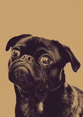 Vintage Pug