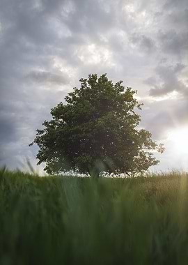 Single Tree Sunset