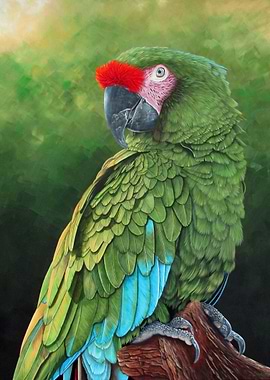 Military macaw portrait