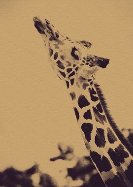 Vintage Giraffe