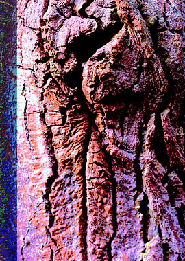 Wooden trippy tree stories