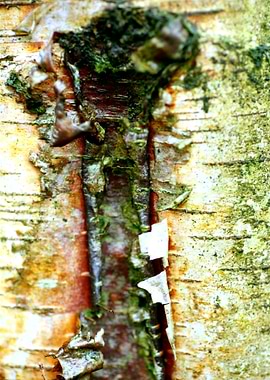 Wooden trippy tree stories