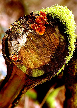 Wood trippy abstract macro