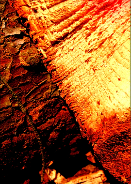 Wood trippy abstract macro