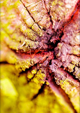 Trippy treescapes stories