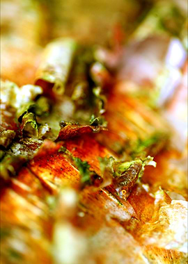 Wood trippy abstract macro