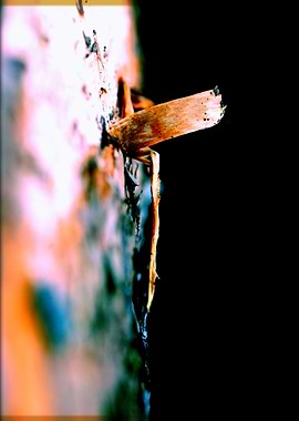 Wooden trippy tree stories