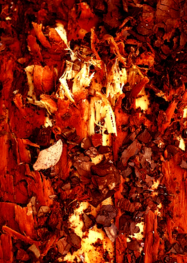 Trippy treescapes stories