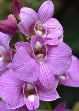 Orchid