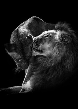 Lions Love black and white