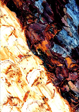 Trippy treescapes stories