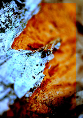 Wooden trippy tree stories