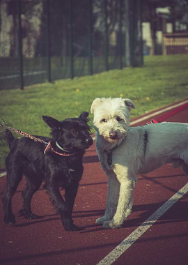 baby dog black white