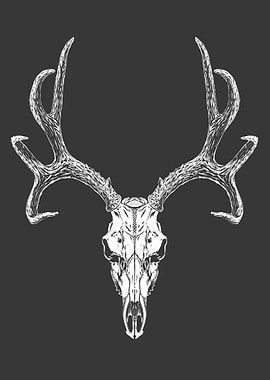 Deer skull