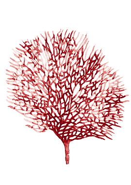 Red Coral Painting Seafan