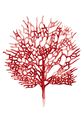 Red Coral Art Poster