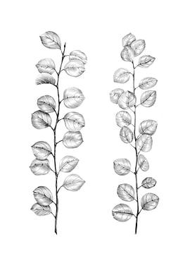 Sprigs of eucalyptus