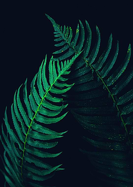 Dark Palm Leaf