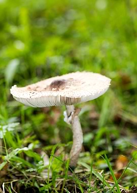 Trippy winter mushrooms