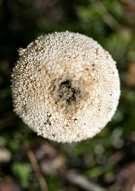 Trippy winter mushrooms