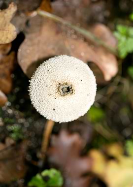 Trippy winter mushrooms