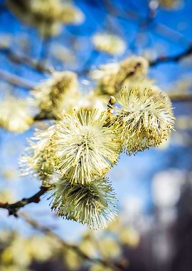 Willow Buds On A Sunny Day