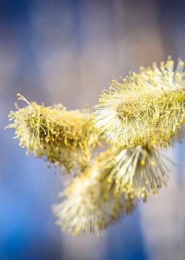 Willow Buds Closeup View