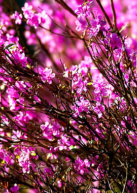 Purple Rhododendron Shrub
