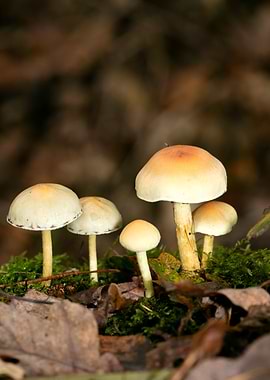 Psychedelic mushrooms trip