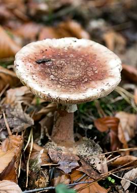 Psychedelic mushrooms trip