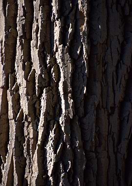 Bark Closeup