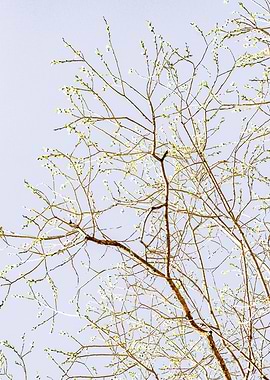 Willow Tree In Spring