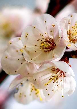 Japanese Apricot Flowers