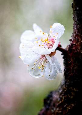 Wet Apricot Flower On Grey