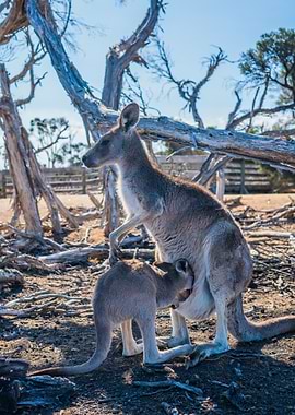 kangaroo tree