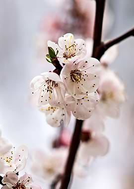 Apricot Flowers On Grey