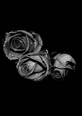 black roses