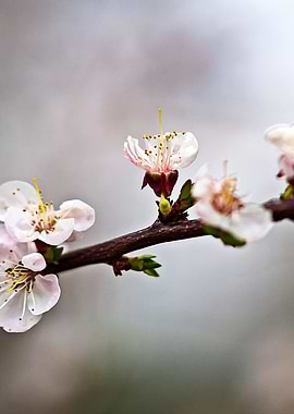 Elegant Japanese Apricot