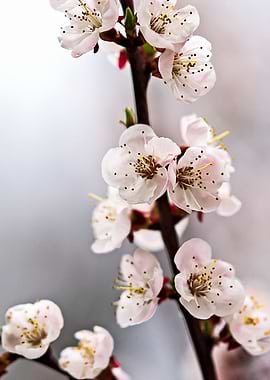 Spring Blossoms On Grey
