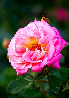 Charming Pink Rose Flower
