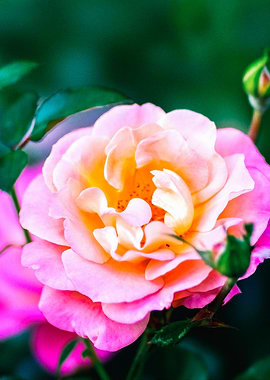 Rose Flower And Buds